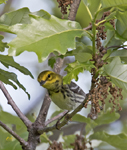 Black throated Green Warbler 6426
